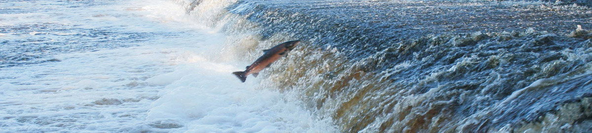 Salmon jumping up a waterfall