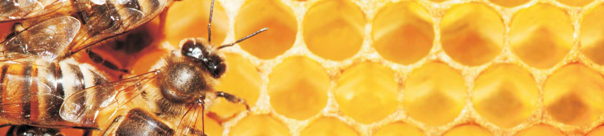 Honey bees in a honeycomb