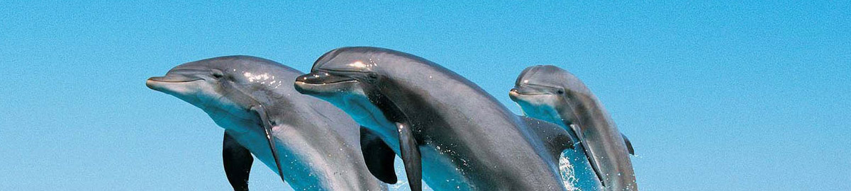 Three dolphins jumping out of water