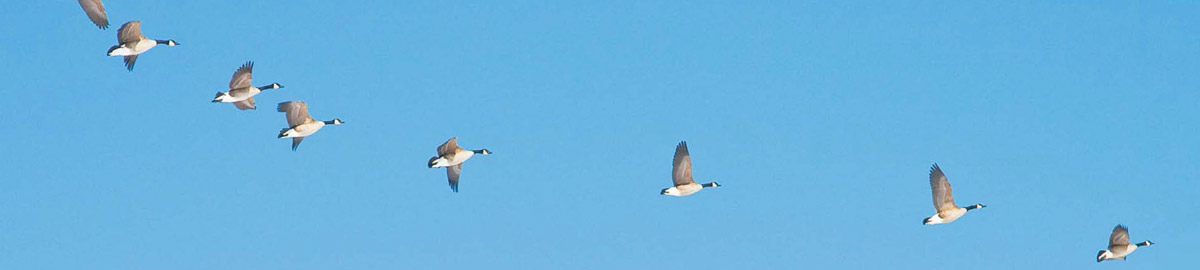 Flock of geese flying in a line