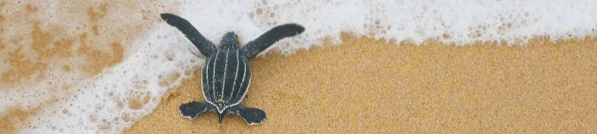 Baby turtle crawlimg to sea